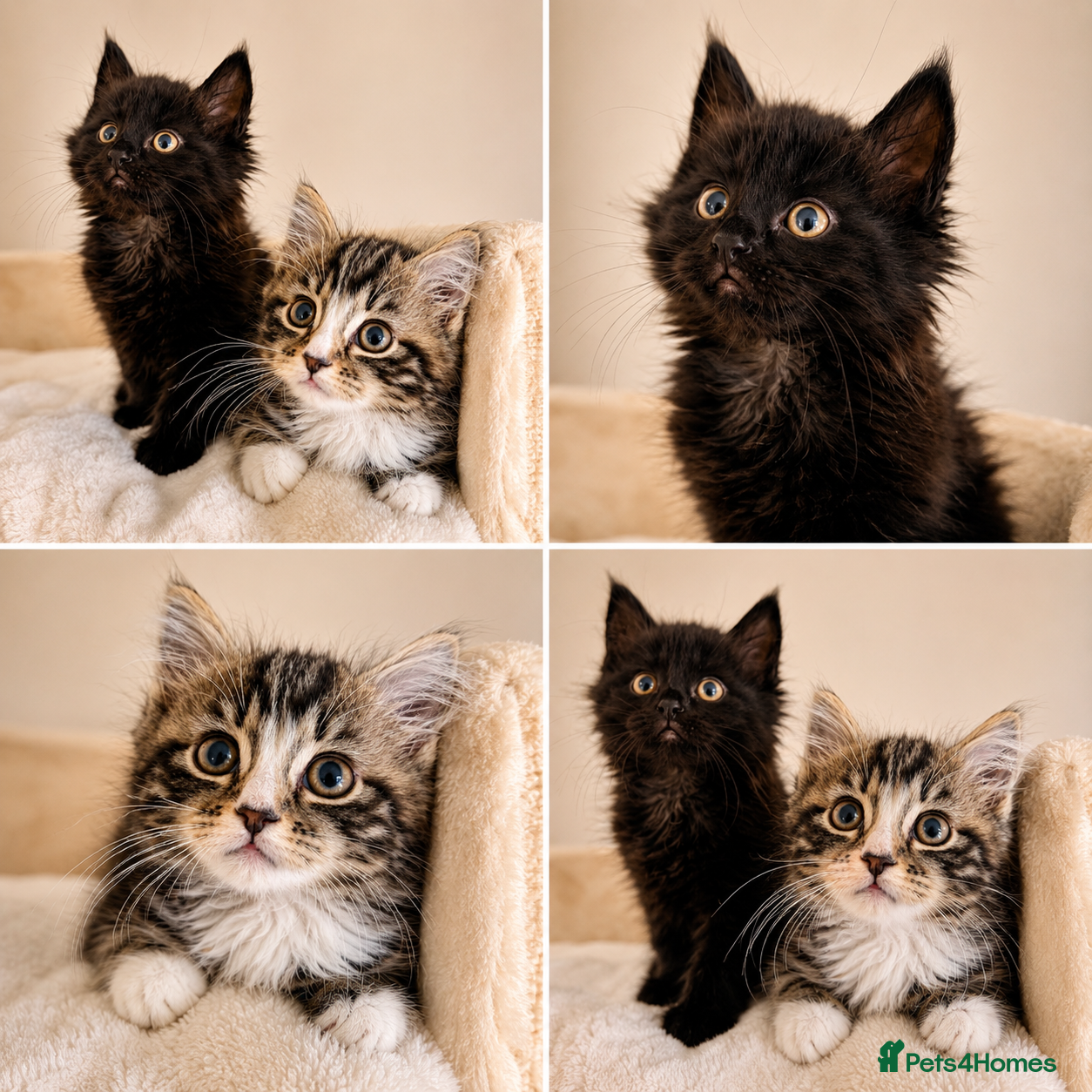 Mixed Breed cats Maine Coon Kittens - Advert 9