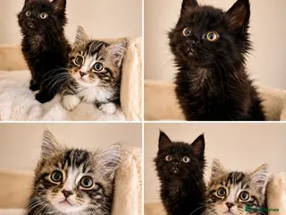 Mixed Breed cats Maine Coon Kittens - Advert 9