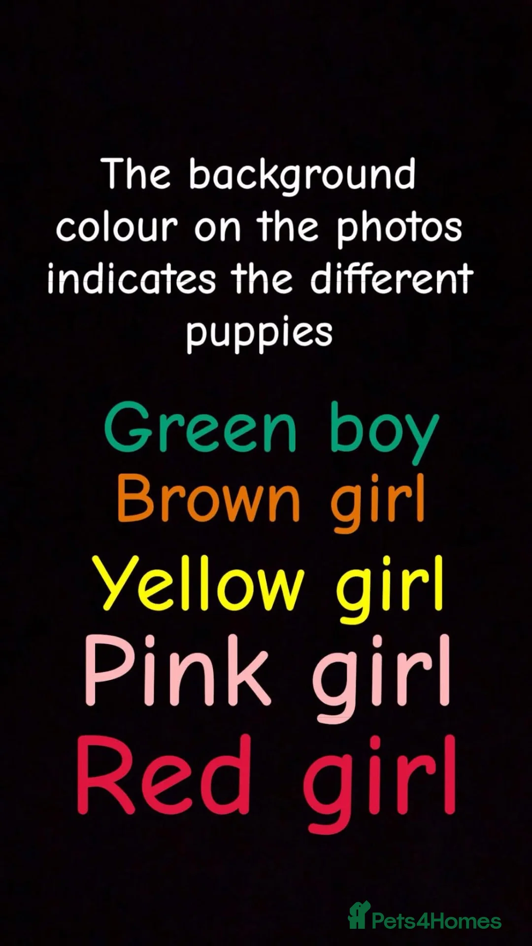 Cane Corso dogs for sale: Cane corso puppies in Mansfield - Advert 2