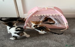 British Shorthair cats for sale: 1 Female Ginger Tabby 1 Male Black and White Tabby - Image 3