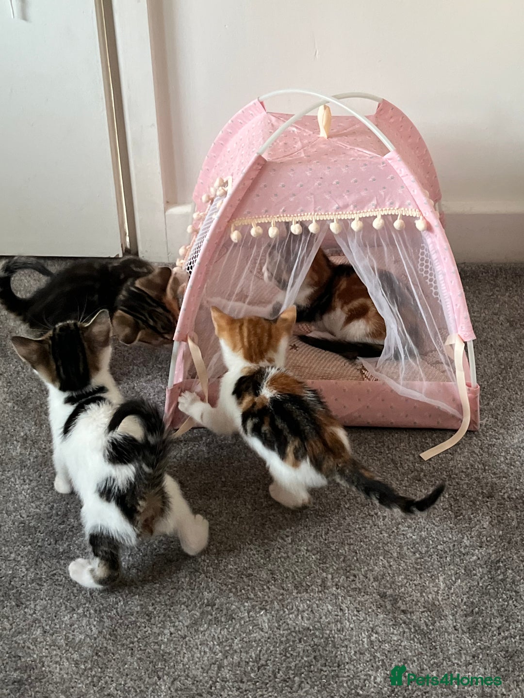 British Shorthair cats for sale: 1 Female Ginger Tabby 1 Male Black and White Tabby - Image 3