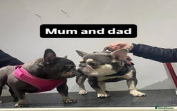 French Bulldog dogs for stud: Tiny lilac and tan stud £300 - Image 22