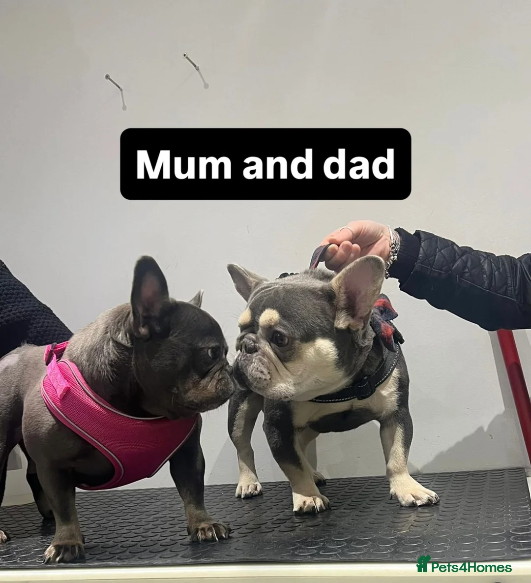 French Bulldog dogs for stud: Tiny lilac and tan stud available - Advert 22