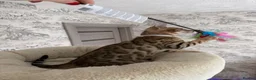 Bengal cats for sale: 🐆 Adorable pedigree bengal kitten 🐆 - Advert 6