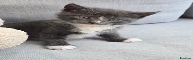 Russian Blue 6