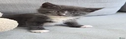 Russian Blue cats for sale: Kittens for sale  - Advert 2