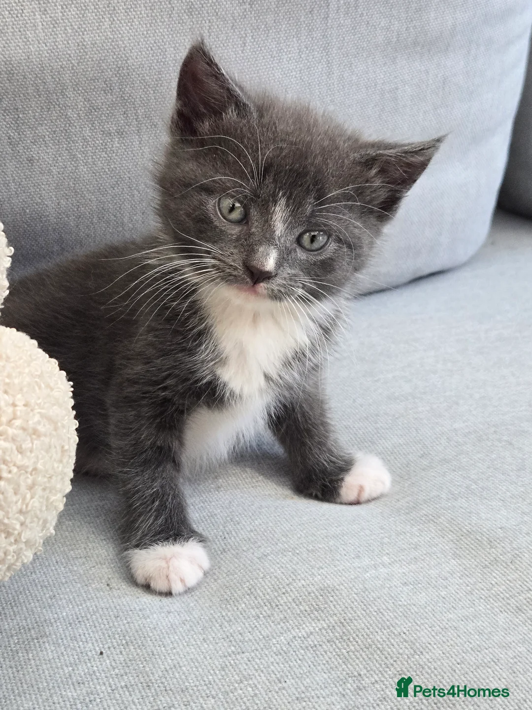 Russian Blue cats for sale: Kittens for sale  - Advert 2