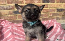 German Shepherd dogs for sale: Straight back short coat female GSD - Image 10