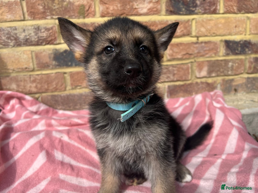 German Shepherd dogs for sale: Straight back short coat female GSD - Image 10