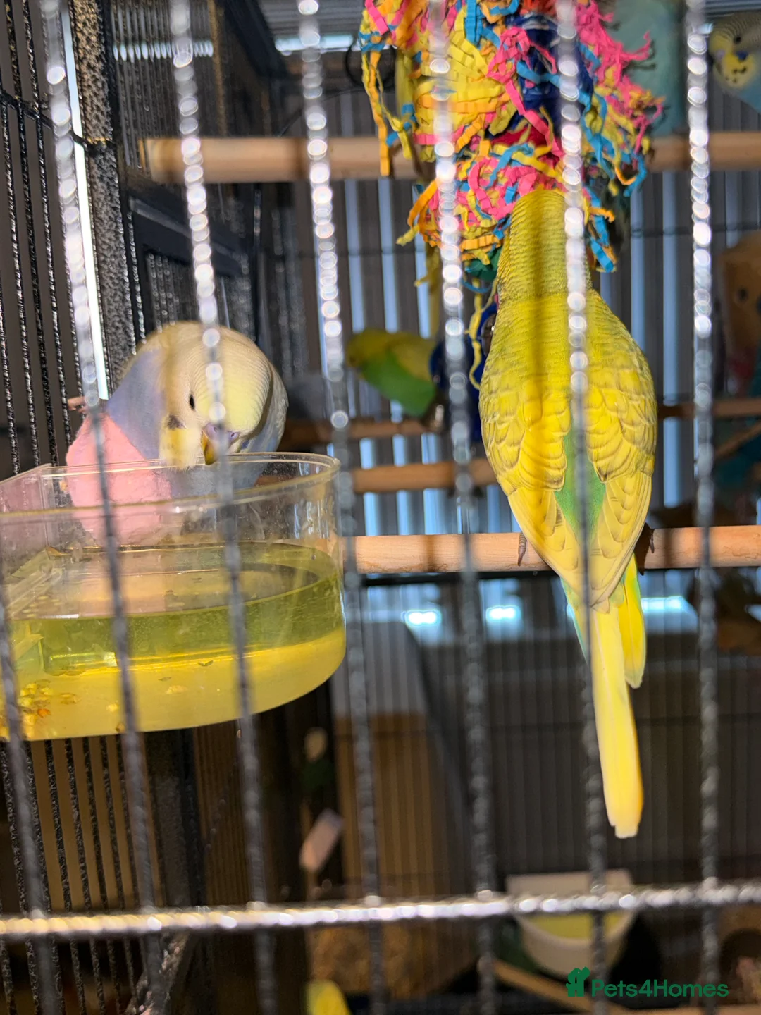 Budgerigars birds for sale: Bonded pair of 8 week old budgies  - Advert 12