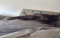 Maine Coon cats for sale: Blue smoke female Maine coon for sale  - Image 11