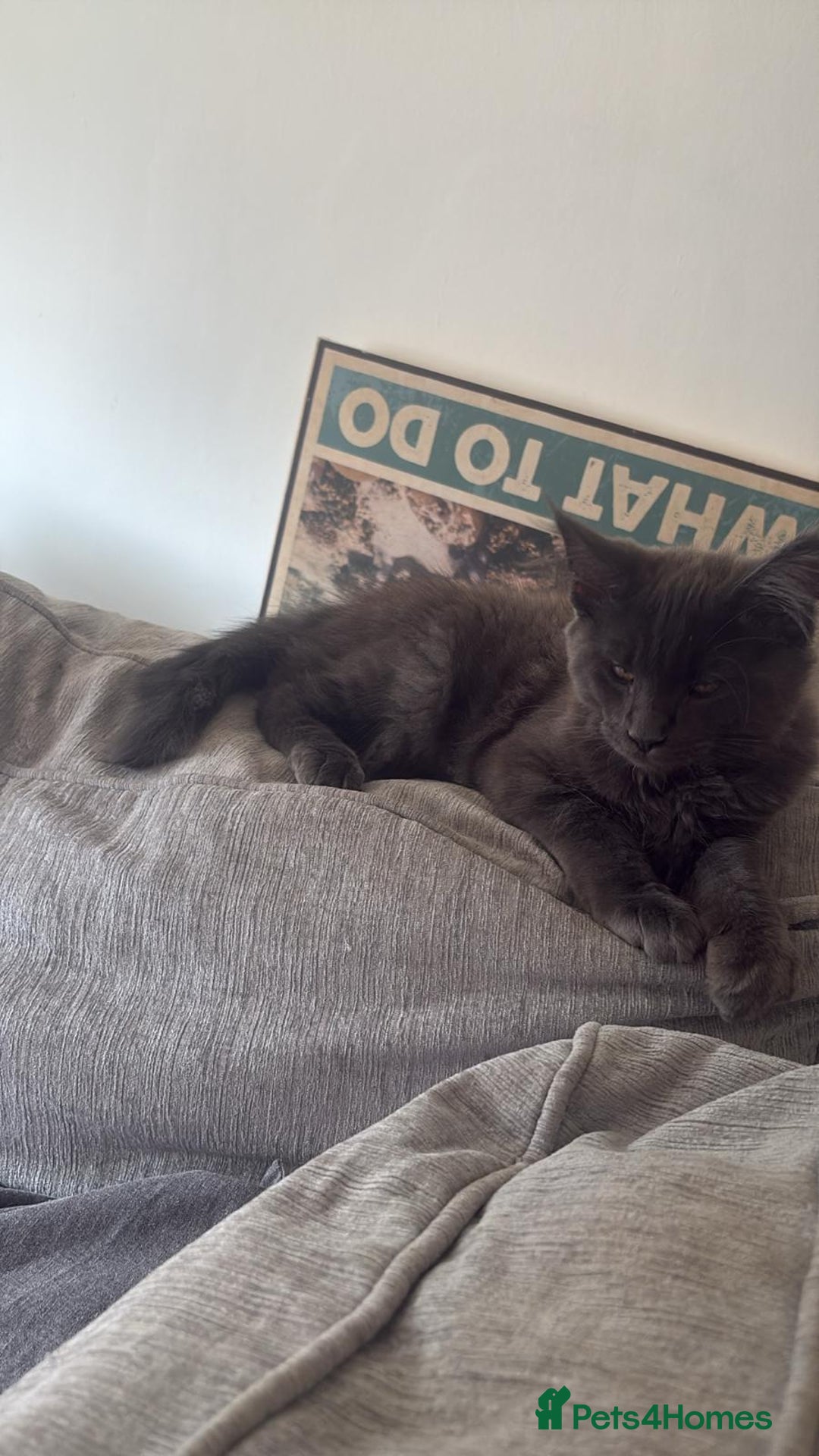 Maine Coon cats for sale: Blue smoke female Maine coon for sale  - Image 11