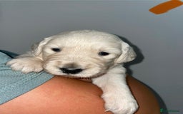 Golden Retriever dogs for sale: Golden Retriever Puppies for Sale - Image 9
