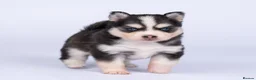 Pomsky dogs for sale: 5 girls and 3 boys are searching for 5 star homes - Advert 21