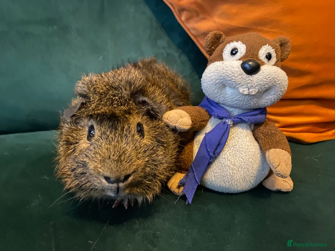 Guinea Pig rodents for sale: Friendly trio of Guinea pig boars :)  - Advert 5
