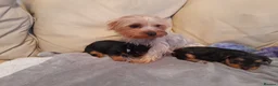 Yorkshire Terrier dogs for sale: Miniature Yorkshire Terrier Pups - Advert 16