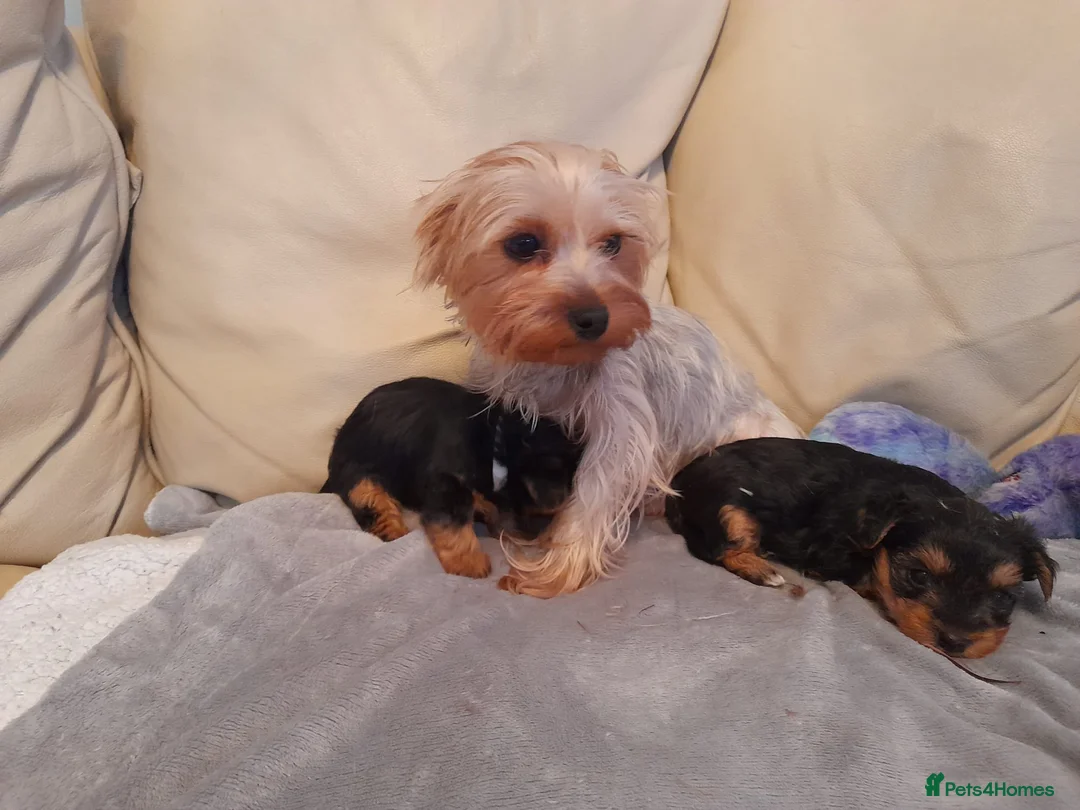 Yorkshire Terrier dogs for sale: Miniature Yorkshire Terrier Pups - Advert 16