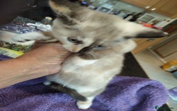 British Shorthair cats for sale: British short hair kittens  - Image 9