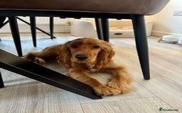 Cocker Spaniel dogs for sale: Cocker spaniel puppy - Image 2