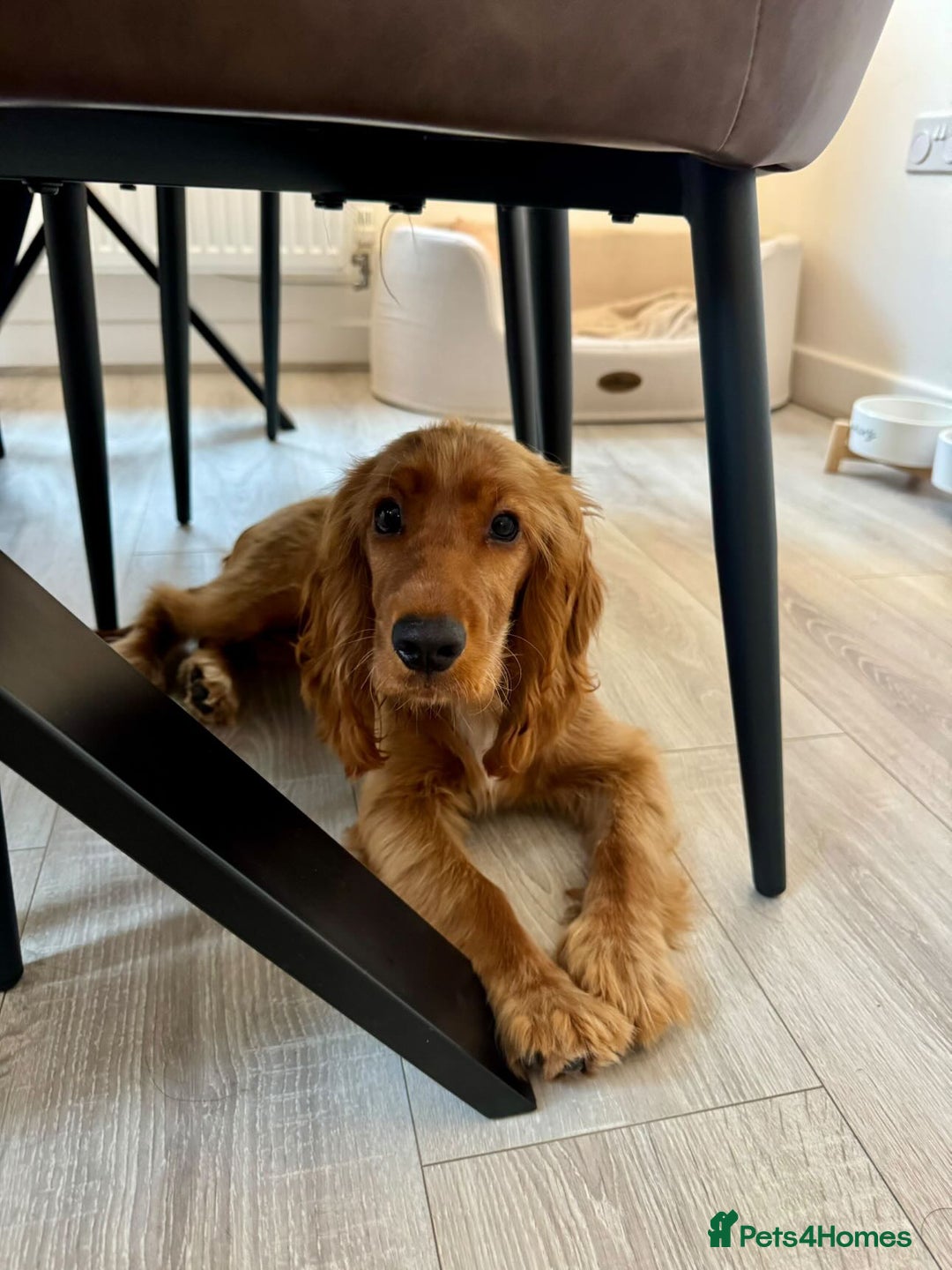 Cocker Spaniel dogs for sale: Cocker spaniel puppy - Image 2