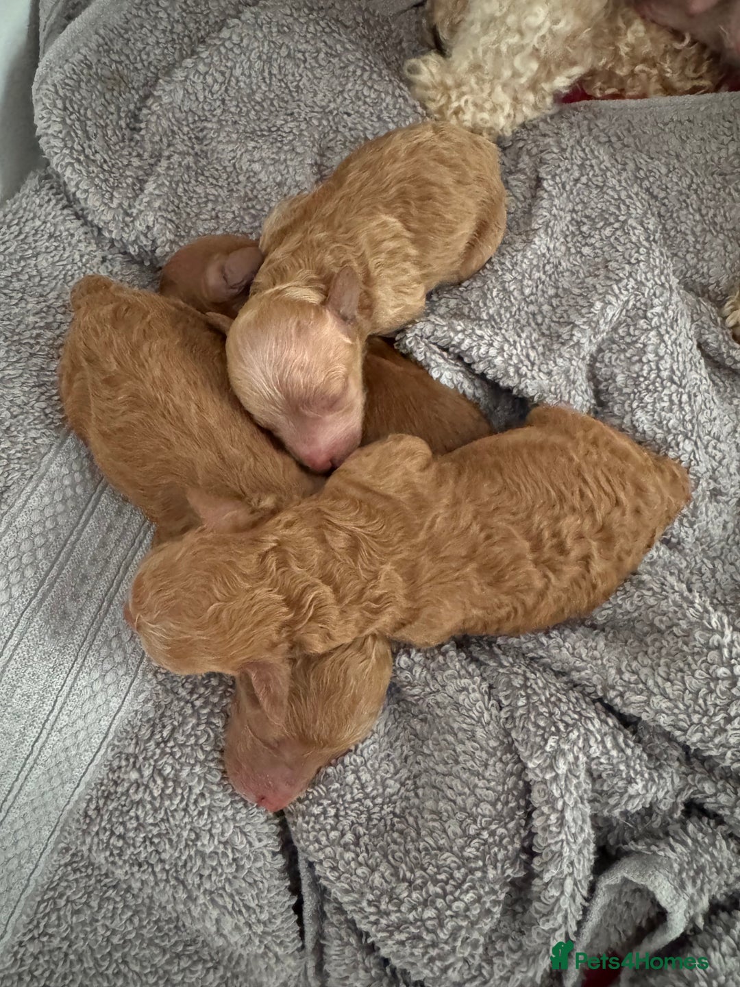 Toy Poodle dogs for sale: KC Registered Red Toy Poodle Puppies - Image 11