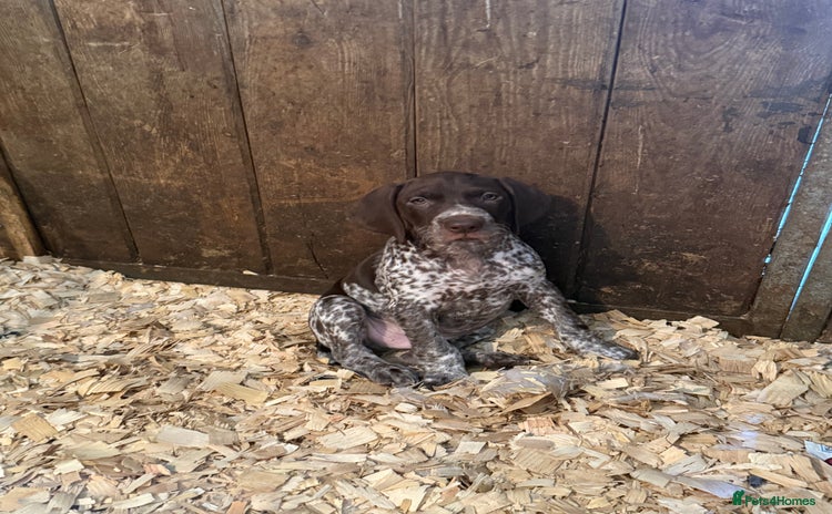 German Shorthaired Pointer dogs in Newtown - Advert 1