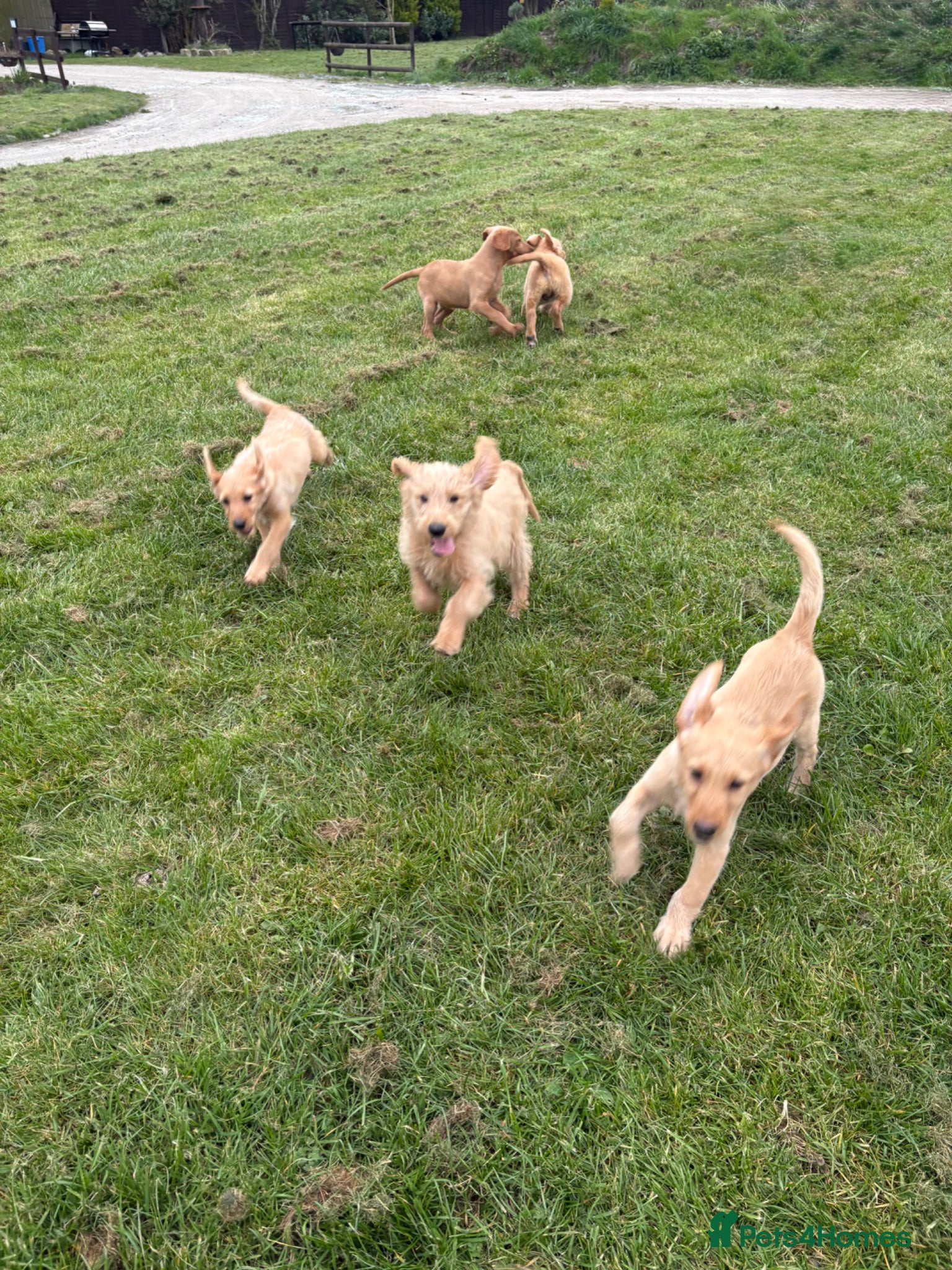 Labradoodle dogs Beautiful Labradoodle Puppies  - Advert 1