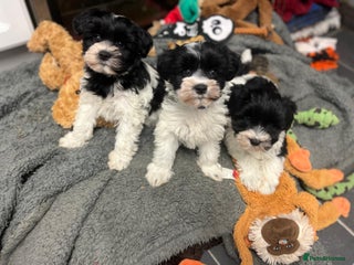 Miniature Schnauzer dogs ❤️PARTI MINIATURE SCHNAUZER GIRLS - Advert 11