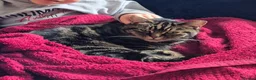 Mixed Breed cats for sale: Beautiful British short/longhaired cat  - Advert 1