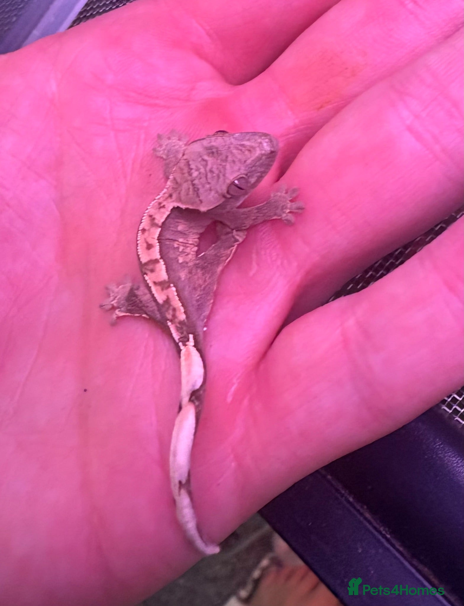 Gecko reptiles Mixed crested gecko babies  - Advert 1