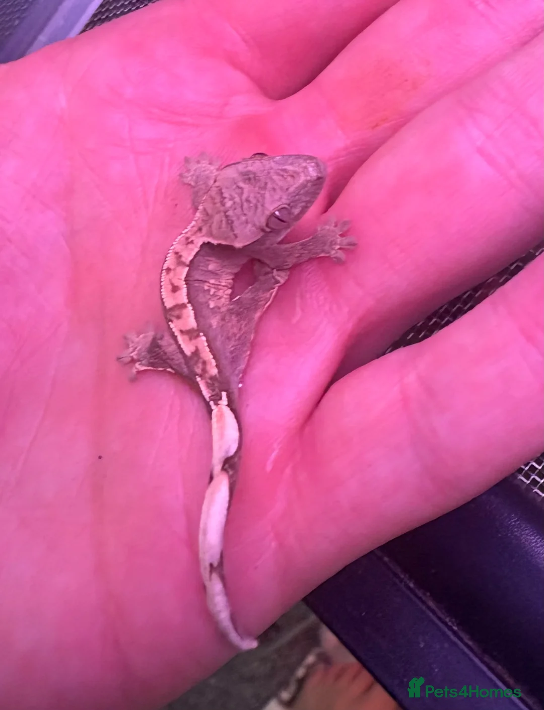 Gecko reptiles for sale: Mixed crested gecko babies  - Advert 1