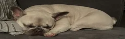 French Bulldog dogs for sale: Female frenchie rehome - Advert 7