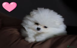 Pomeranian dogs for sale: ☁️RARE SOLID WHITE POMERANIANS ☁️ - Image 4