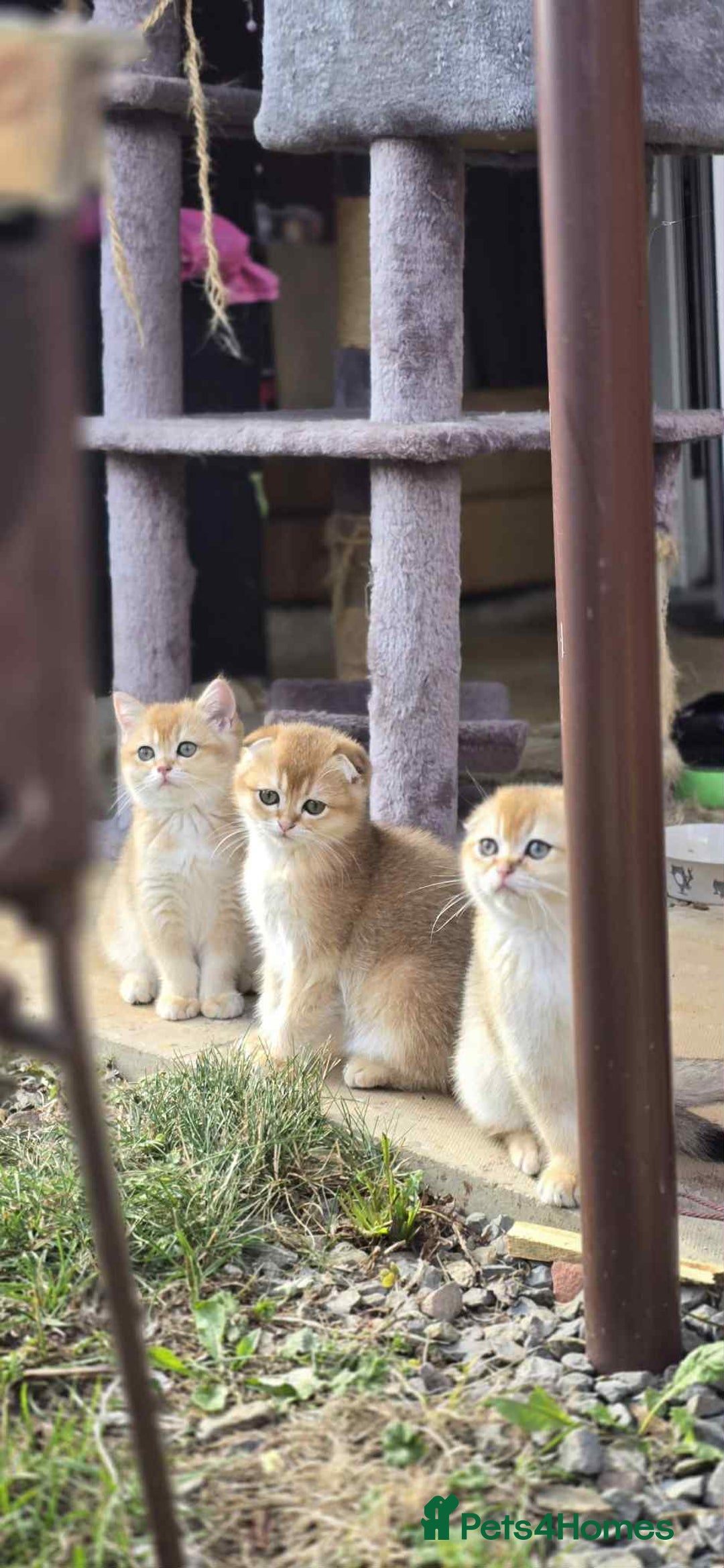Scottish Fold cats for sale: 1male  1 female READY TO COLLECT - Image 12