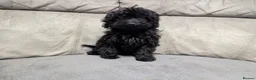 Cockapoo dogs for sale: 🐶 Black Girl (Tiny) 🐶 - Advert 4