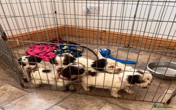 Cocker Spaniel dogs for sale: Cocker spaniel puppies - Image 16