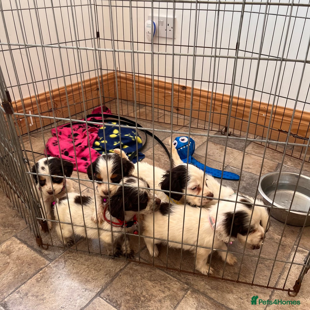 Cocker Spaniel dogs for sale: Cocker spaniel puppies - Image 16