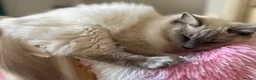Ragdoll cats for sale: Female unspayed ragdoll needs new home - Advert 7