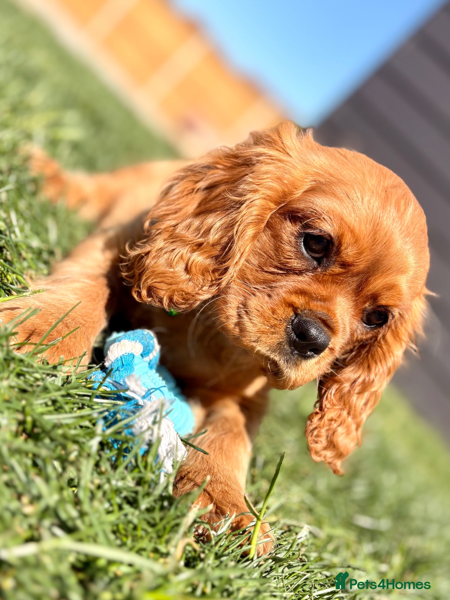 Cavalier King Charles Spaniel dogs Adorable Kennel club registered ruby male  - Advert 1