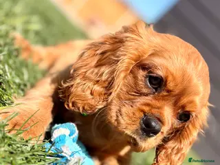 Cavalier King Charles Spaniel dogs Adorable Kennel club registered ruby male - Advert 1