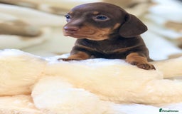 Miniature Dachshund dogs for sale: 🐾𝕊𝕞𝕠𝕠𝕥𝕙 𝕙𝕒𝕚𝕣𝕖𝕕 𝕡𝕦𝕡𝕡𝕚𝕖𝕤🐾 - Image 6