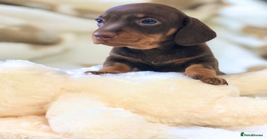 Miniature Dachshund dogs - Advert 14