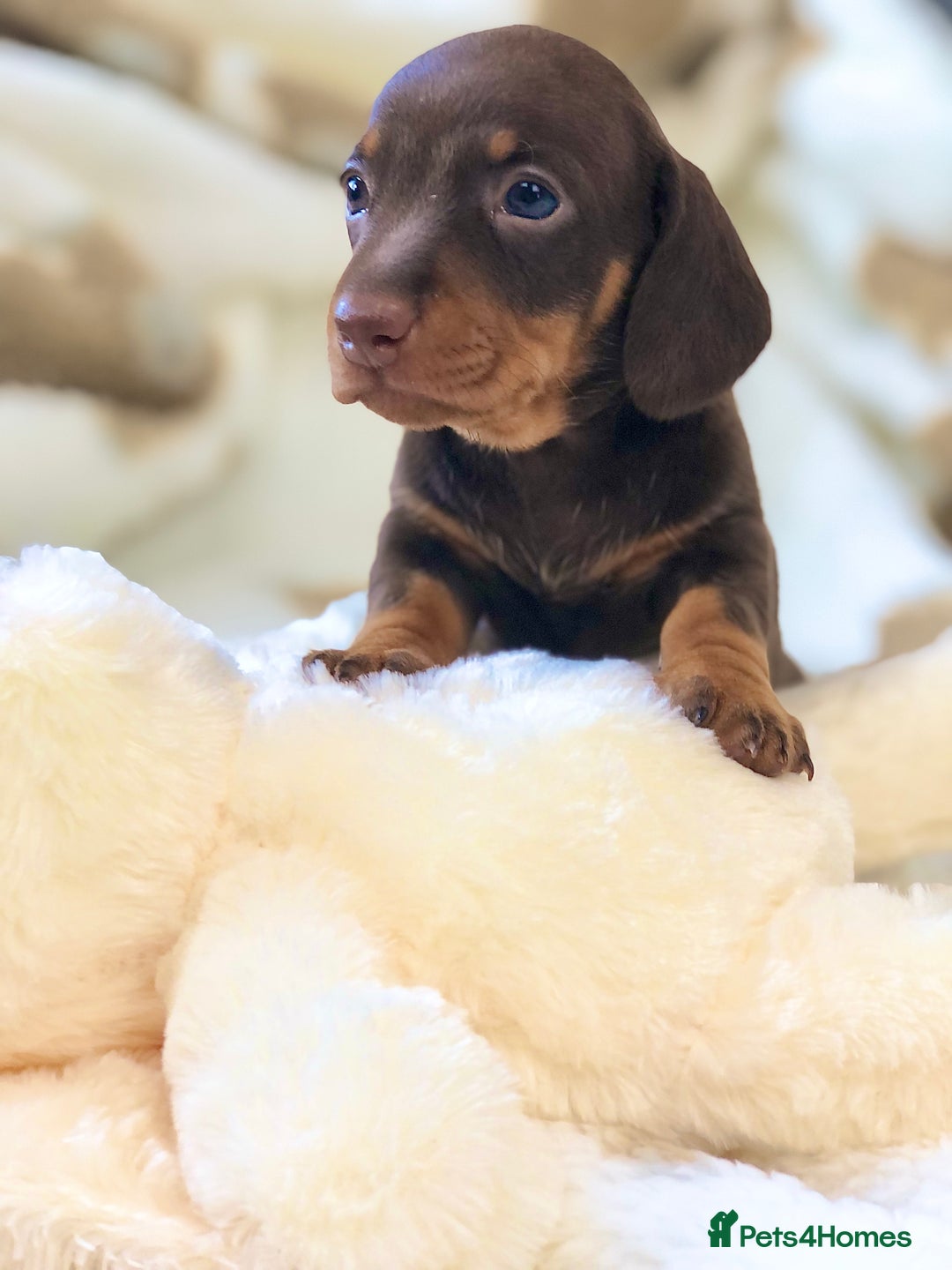 Miniature Dachshund dogs for sale: 🐾𝕊𝕞𝕠𝕠𝕥𝕙 𝕙𝕒𝕚𝕣𝕖𝕕 𝕡𝕦𝕡𝕡𝕚𝕖𝕤🐾 - Image 6