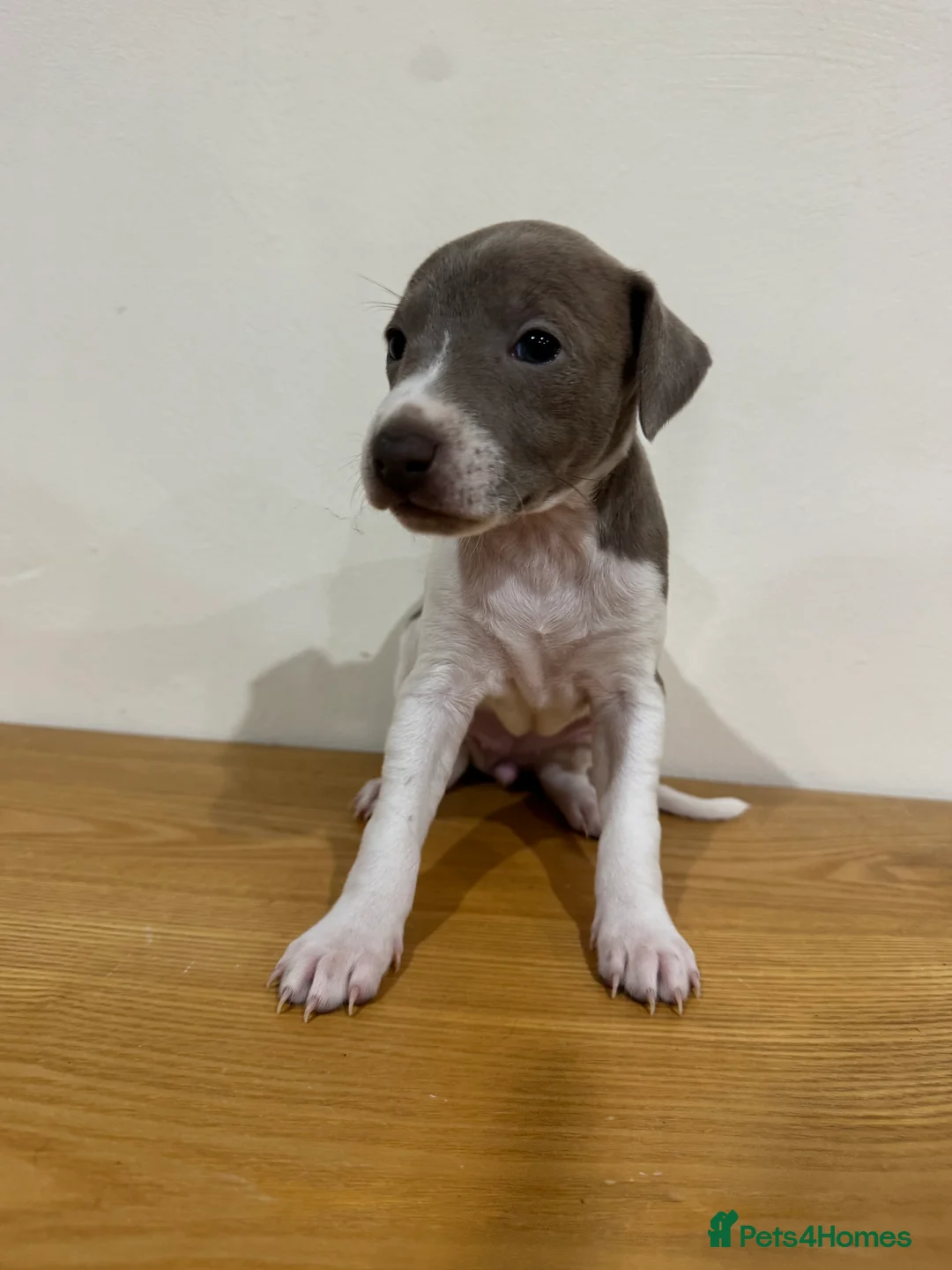 Italian Greyhound dogs for sale: Stunning Italian Greyhound Puppies - Advert 2