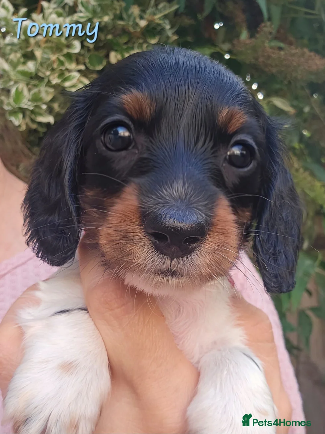 Miniature Dachshund dogs for sale: Last Little Girl Available - Advert 2