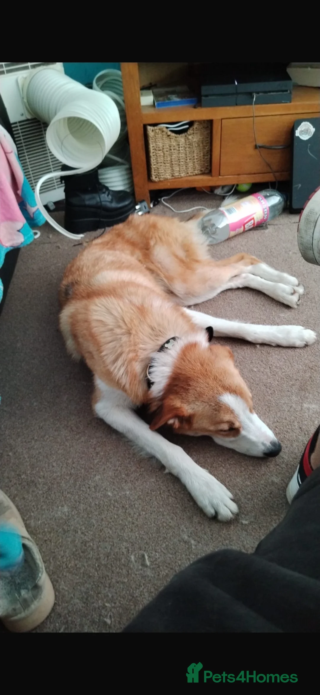 Mixed Breed dogs for sale: Welsh collie looking for a loving home in Swansea - Advert 2