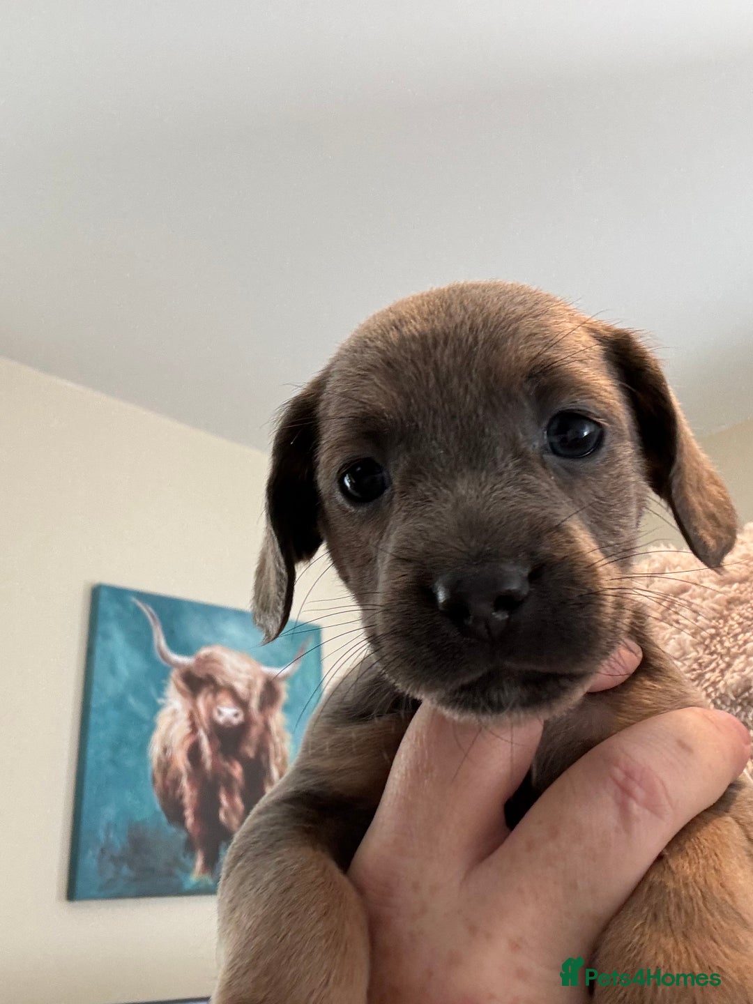 Mixed Breed dogs for sale: Unique mixed breed - Image 1