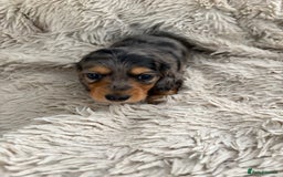 Miniature Dachshund dogs for sale: Long haired mini male dachshunds pups KC reg  - Image 32