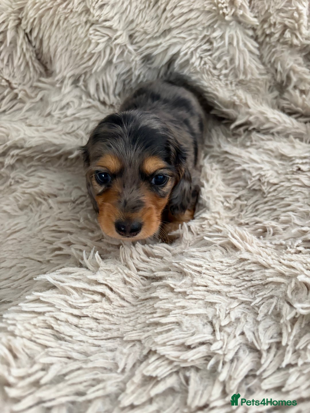 Miniature Dachshund dogs for sale: Long haired mini male dachshunds pups KC reg  - Image 32