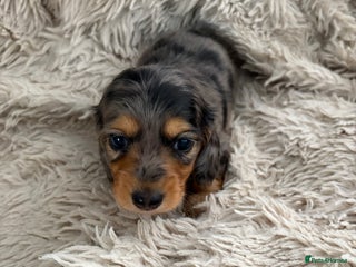 Miniature Dachshund dogs - Advert 6